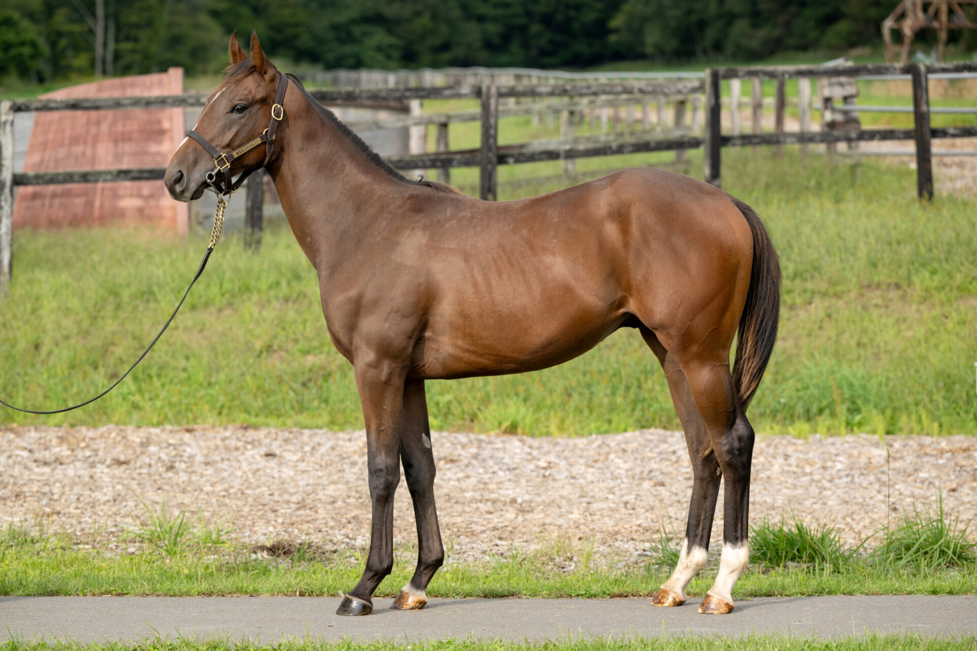 牧場ウマウマ GRANDAME-JAPAN優勝馬のふるさと／松浦牧場（グラーツィア号